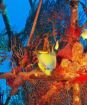 Perla oceánu 3D (Blu-ray)
